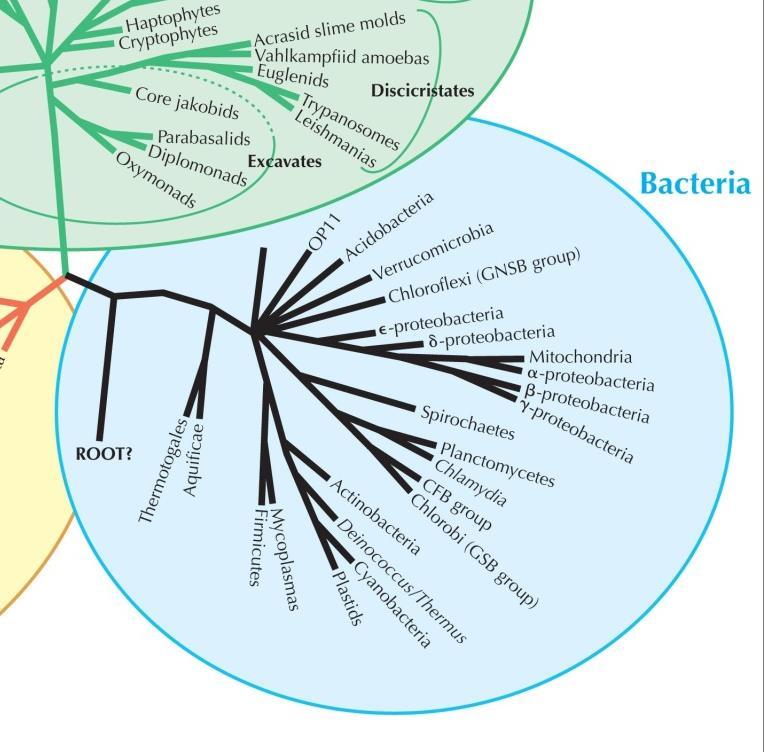 mitochondrií: -proteobakterie Rickettsie v