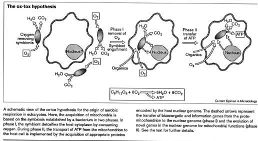 Vznik mitochondrie ox-tox model: aerobní bakterie