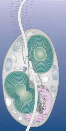 glaukofyty (Glaucophyta) nejmenší a nejpůvodnější rostlinná skupina (1,6 mld) chloroplasty: