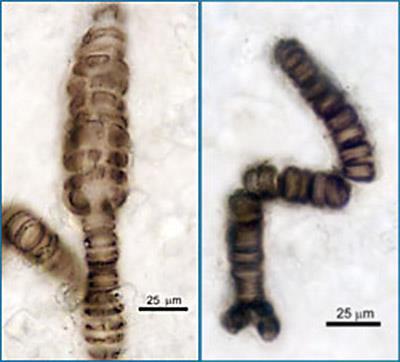ruduchy (Rhodophyta) většinou
