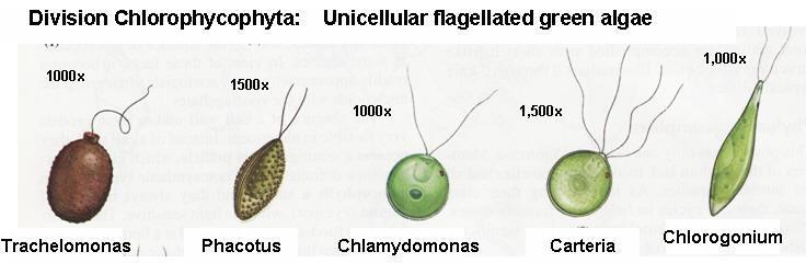 Sinice a řasy