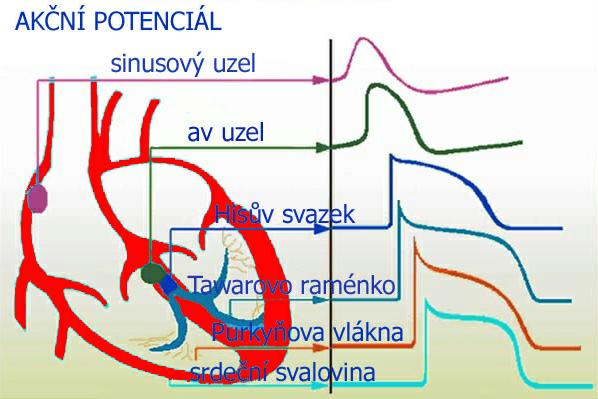 AV-uzel, Hisův svazek, Tawarova raménka a Purkyňovými vlákny na svalovinu komor. Signál elektrokardiogramu je na obrázcích 2-VII a 2-VIII.