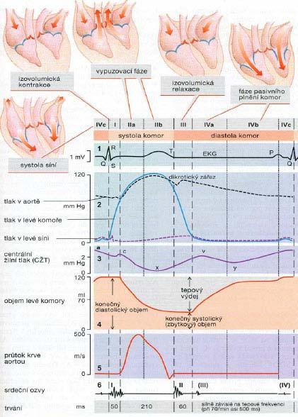 Na obrázku 2-IX jsou znázorněny fáze srdečního cyklu a fáze signálu EKG [3]: Fáze komorového cyklu: I napínací fáze systoly II