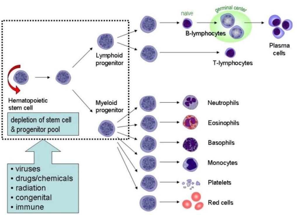 Hematopoéza vychází z hemopoetické kmenové buňky