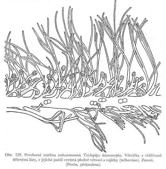 vidličnatě větvených listů vyrůstají plodné větve s vajíčky => podpůrné a semenné šupiny zřejmě