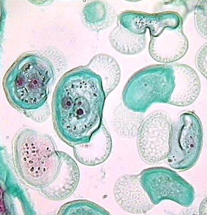 html pylotvorné pletivo uvnitř mikrosporangia archespor tvoří sporogenní tkáň a tapetum => tapetum slouží k výživě, buňky sporogenní tkáně prodělají redukční dělení => vznik tetrád pylových zrn