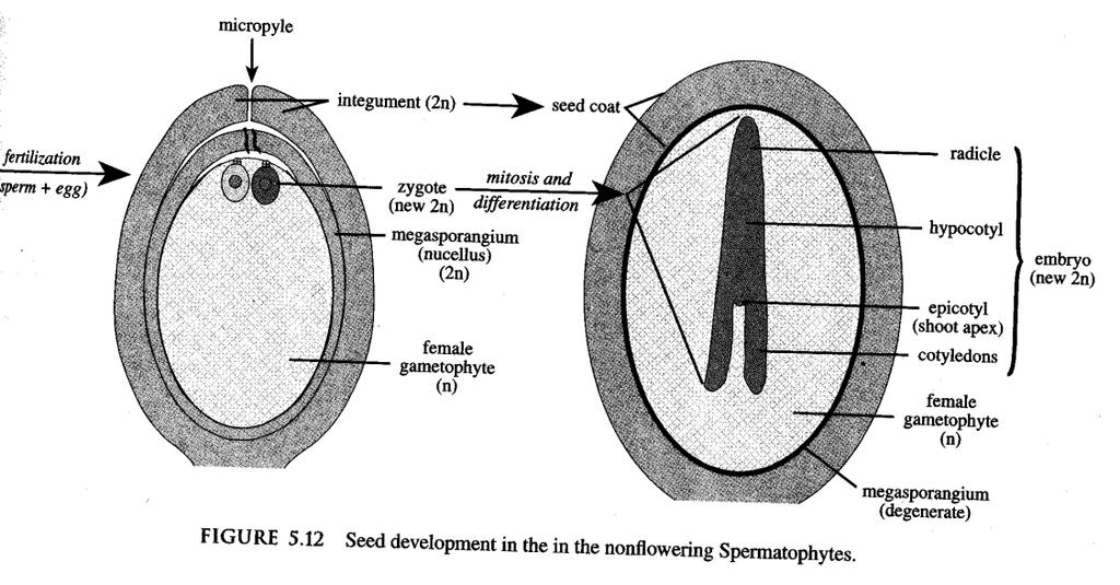 druhá samčí gameta a druhé archegonium obvykle zygotu nevytvoří a ostatní buňky pylové láčky zanikají Vývoj zárodku a semene ze zygoty vzniká zárodek, z vajíčka vzniká semeno rozrůstá se endosperm