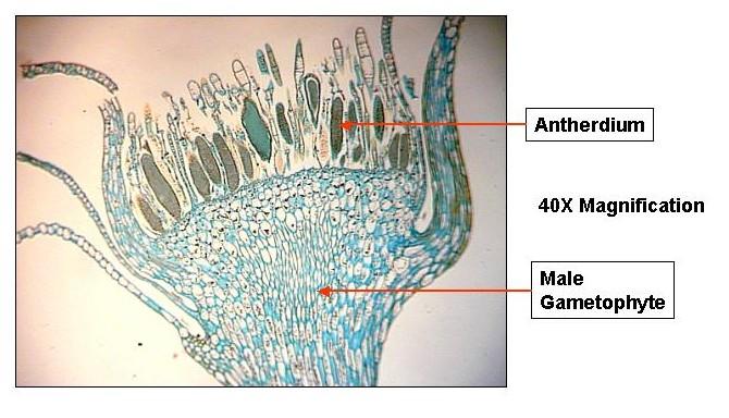 (spermatogenního) pletiva se diferencují spermatozoidy samičí archegonia (zárodečníky) lahvicovité útvary, jež obsahují 1 oosféru http://www.botany.hawaii.