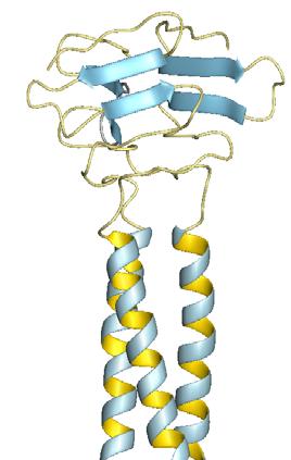 MenB vakcína fhbp 1.