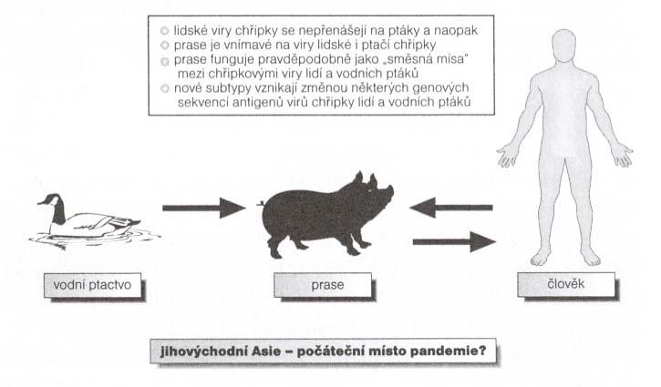 studiem bylo zjištěno, že společným prostředím, kde mohou existovat oba typy chřipkového viru vedle sebe, je respirační trakt prasat.