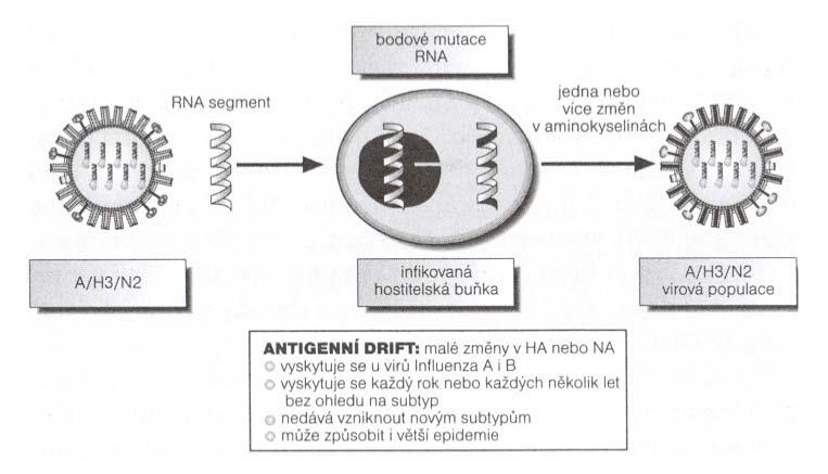 Nedochází však k náhradě genetické informace, ale k postupným změnám v pořadí aminokyselin.