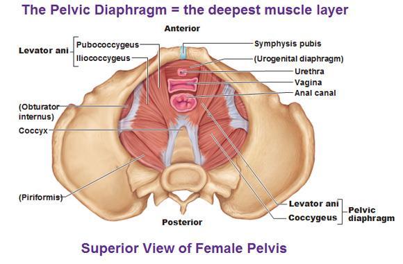 Příloha 1 Obrázek 3 - Diaphragma pelvis (http://publications.theseus.