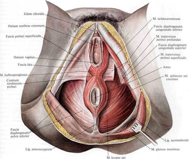 Příloha 2 Obrázek 4 - Diaphragma urogenitale et musculi