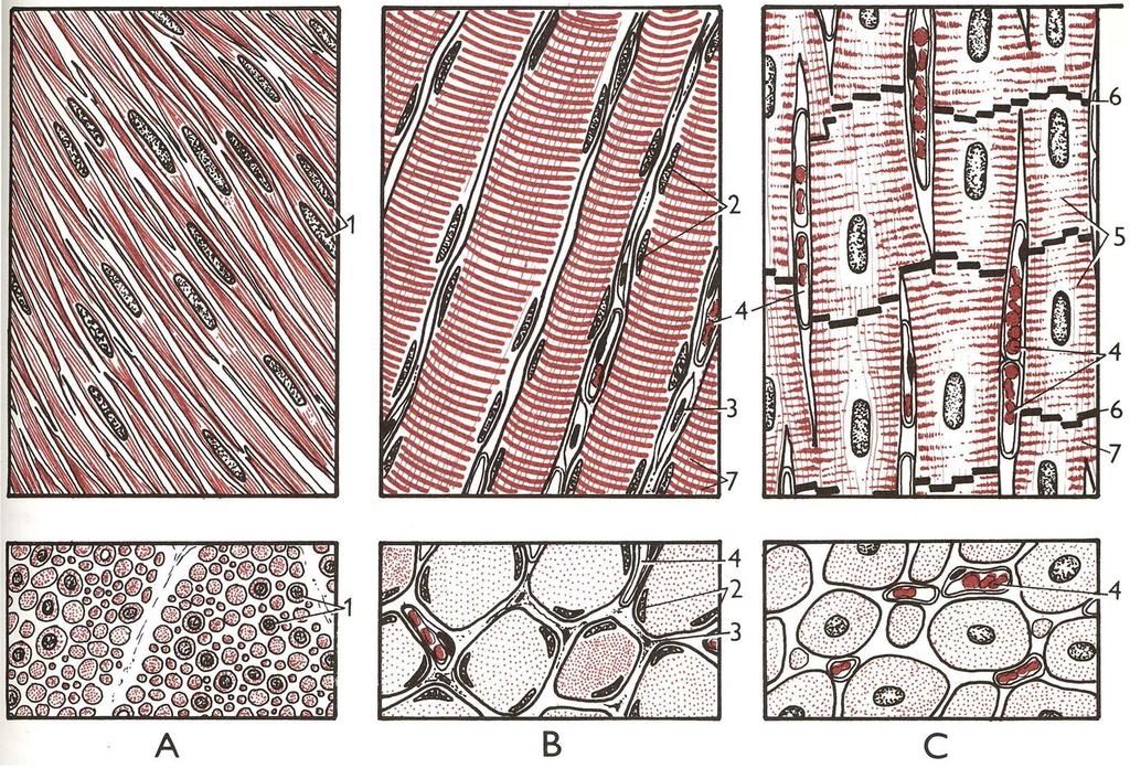Obr.1 Svalová tkáň na podélném a příčném řezu (Marvan F. a kol., 1992) A- hladká svalová tkáň, B- příčně pruhovaná kosterní svalová tkáň, C- srdeční svalová tkáň.