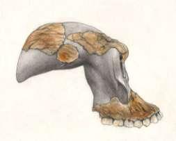 Australopithecus garhi východní Afrika, 2,6 až 2,5 milionu let. Lokalita Bei Bouri v Etiopii.