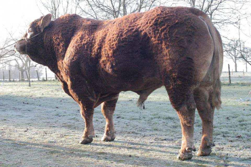 hledá homozygotně bezrohého býka s excelentním osvalením a nadprůměrnými maternálními vlastnostmi, jsme vybrali jako novinku pro letošní rok právě Idalga PP.