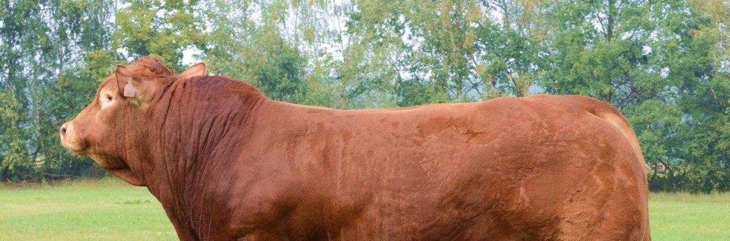 Ecrin, jako bezrohý býk zaujal vlastní užitkovostí v 210 dnech (jeho 360 kg je vysoce nadprůměrných) s kombinací s výborným rámcem (135 cm v 19 měsících) a dobrým osvalením.