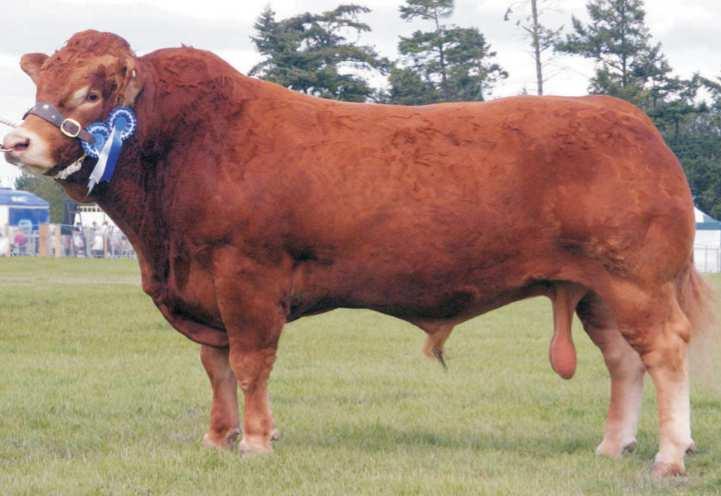 GRAHAMS UNBEATABLE (GRAHAMS PONCHO x ECLAT) 850,- Kč Tento anglický plemeník má i u nás své potomstvo, které potvrzuje snadné telení, výrazné osvalení, velký rámec a nadprůměrnou kapacitu těla.
