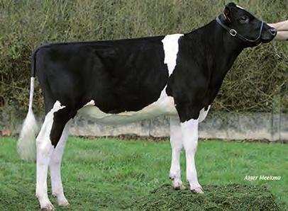 ECUARDOR NEO-084 ROUMARE (BESN) SHOTTLE O MAN 118,0 PH dle 1884 Rámcové dcery. Velmi dobré utváření končetin. Mělká vemena s dobrým závěsným vazem. Bezproblémové telení vlastních dcer.