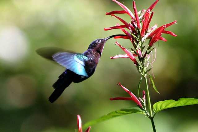 jpg/640px-purple-throated_carib_hummingbird_feeding.jpg medosavka Nectariniafamosa z Afriky Obrázek vpravo Derek Keats, CC BY 3.0 https://upload.wikimedia.