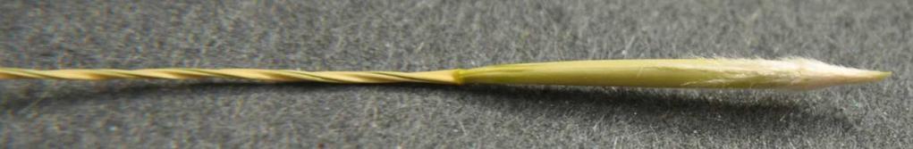 kakost) ukládání semen na místo rostlinou (Cymbalaria muralis, zvěšivec zední)