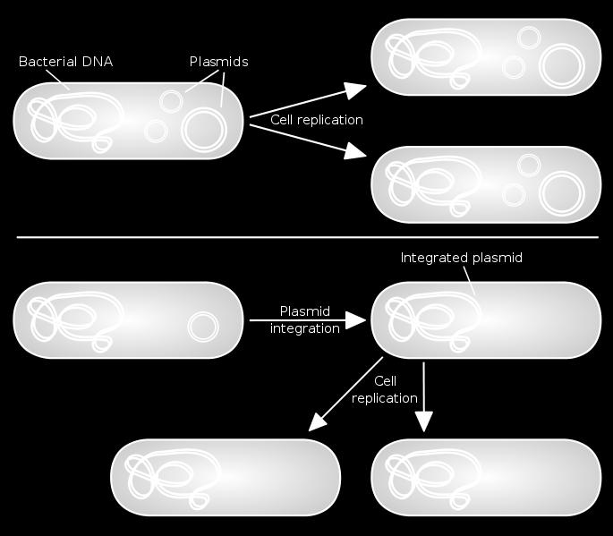 Saccharomyces cerevisiae Pichia pastoris, Hansenulla, Penicillium, Aspergillus Dva druhy integrace