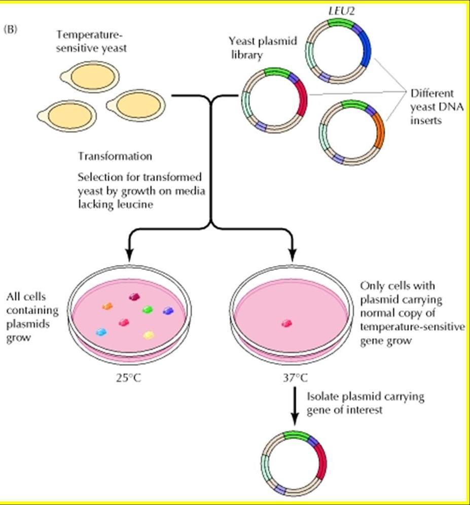 (B) Izolace kvasinkového genu. Gen je identifikován pomocí TEPLOTNĚ SENZITIVNÍ MUTACE, která umožňuje kvasinkám růst 25 C, ale ne při 37 C.