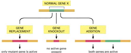 Co je obsahem genového inženýrství = CÍLENÁ ZMĚNA GENETICKÉ INFORMACE (genomu) Genové inženýrství x klasické šlechtění (mutace, selekce) Využití: Výzkum (studium