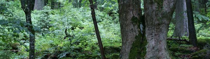 Obnova lesa na Šumavě na pozadí acidifikace ekosystémů Presentováno na semináři Lesník 21. století, 23.