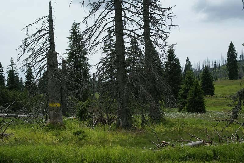 Historie zátěže kyselými dešti a zdravotní stav lesů zdroj: Černý & al.