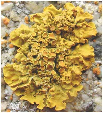 Xanthoria parietina terčovník zední (pp,