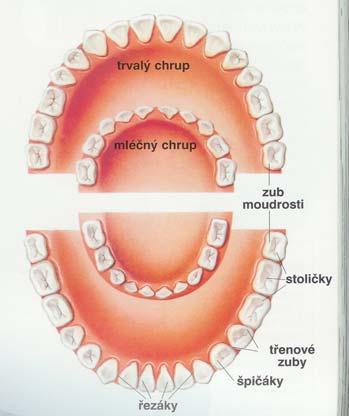 Průzkum prevence zubního kazu a informovanosti o nových metodách. ZUBY co o  nich víme nebo nevíme - PDF Stažení zdarma