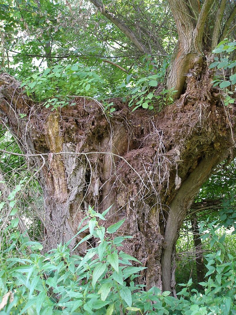 Zavěšená půda (suspended soil) na staré