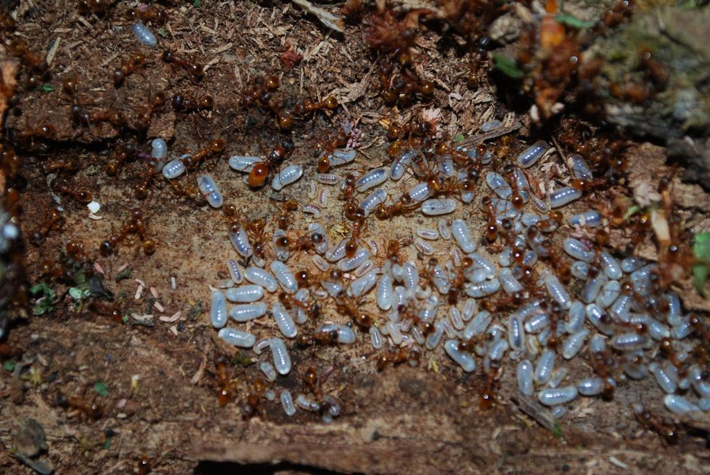 Hnízdo mravence Myrmica