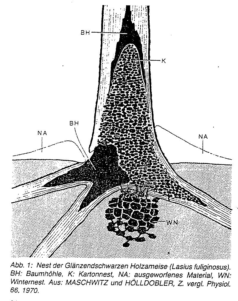 Trofobiosa: L.