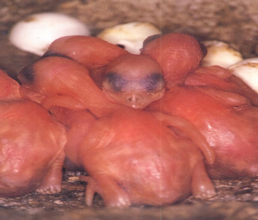 Převážná část živočichů s trofickou vazbou na tlející dřevo, resp.