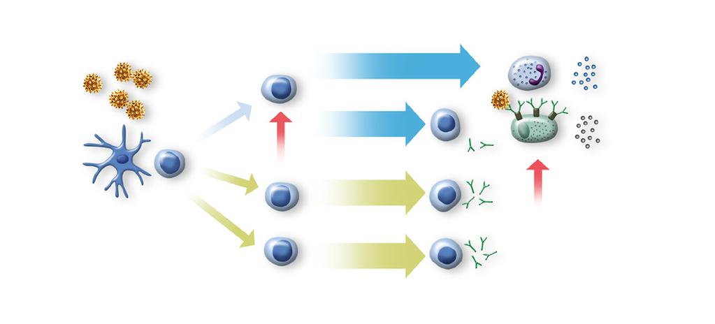 Neléčená alergie Eozinofil Alergen Antigen prezentující buňka Th0 Th2 Inhibice odpovědi Th2 Treg IL-5 IL-4, IL-13 TGFß IL-10 IgE IgA IgG 4 Žírná buňka lokující protilátky Mediátory podněcující