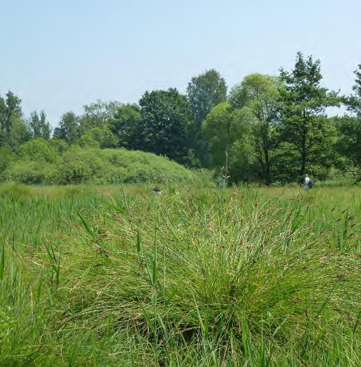 V nich našel 159 druhů cévnatých rostlin a 30 druhů mechorostů (určených E. Coufalovou). Tato cenná vegetace však během druhé poloviny 20.