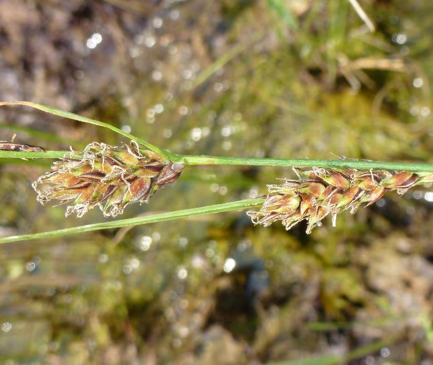 22 EXKURZE 3 4 5 6 Obr. 3: Ostřice plstnatoplodá (Carex lasiocarpa) na Vidnavských mokřinách. Obr. 4: Ostřice blešní (Carex pulicaris) je další vzácnou ostřicí Vidnavských mokřin.