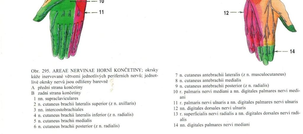 se spojují v rozsáhlé úponové šlaše, která se upíná na olecranon.