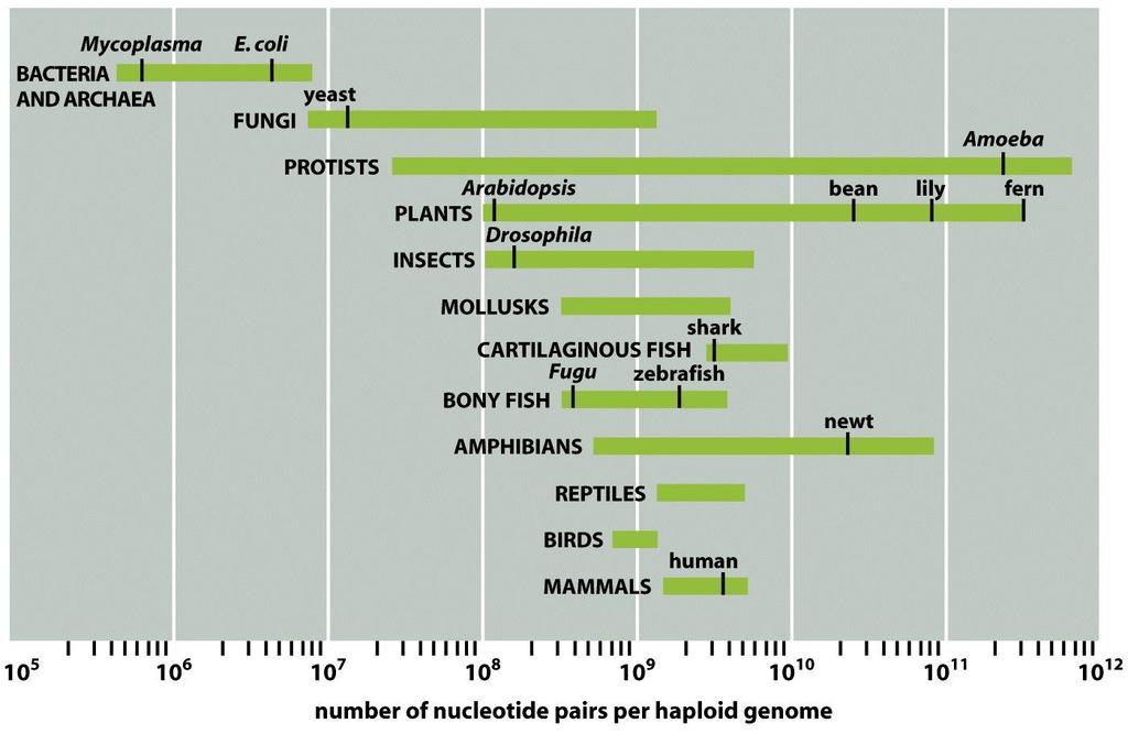 Figure 1-37 Molecular Biology of the