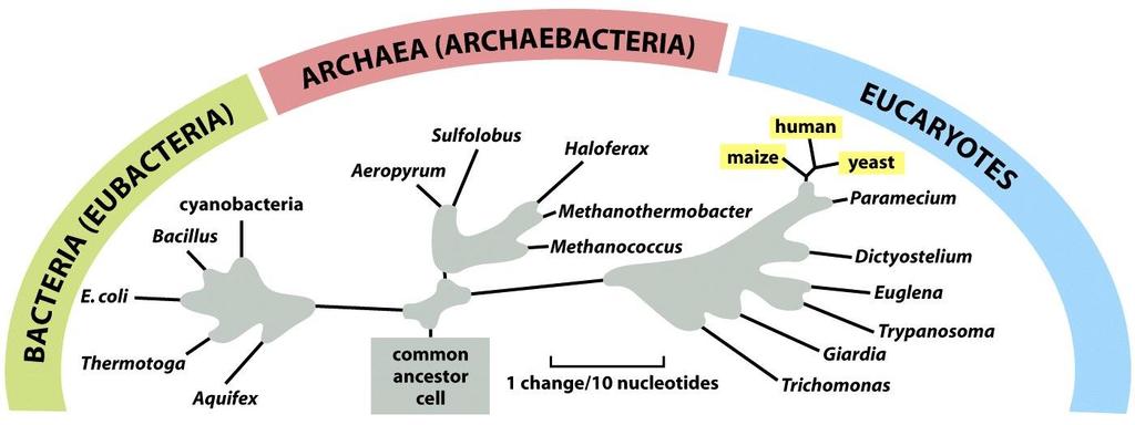 3 hlavní skupiny (buňečných) organizmů oeukarya (eukaryota) obacteria (eubakteria, prokarya) oarchea