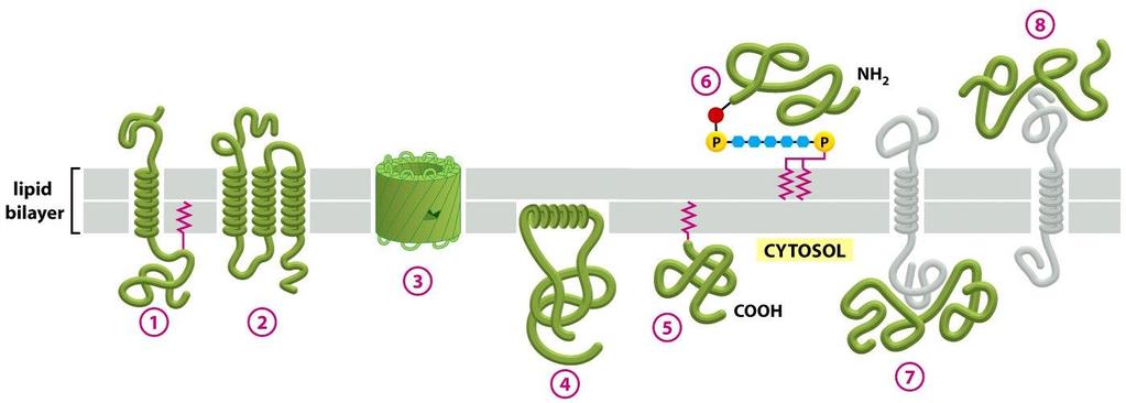 Cytoplasmatická membrána o membránové proteiny specifická fce:
