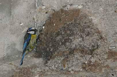 151 Foto 13: Sýkora modřinka (Cyanistes caeruleus) při krmení mláďat ve starém hnízdě jiřičky obecné (Delichon urbica) pod mostem přes Jizeru u Ploukonic (okres Semily), 20.5.2007 (k článku na str.