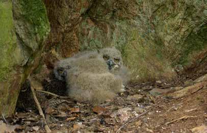 Photo 15: Bearded Tits (Panurus biarmicus) in juvenilie plumages male in the foreground, female in the background (see page 109). Photo J.