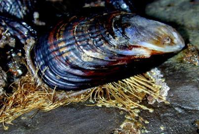 CHOV SLÁVEK Oblasti bohaté na plankton. Slávka neustále filtruje mořskou vodu. Období chovu po sběr trvá přibližně rok. 1.