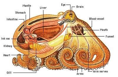 OBECNÁ ANATOMIE HLAVONOŽCŮ CHOBOTNICE POBŘEŽNÍ (Octopus vulgaris) žaludek plášť játra
