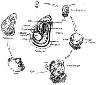 LIFE CYCLE LIFE CYCLE OBECNÉ INFORMACE K AKVAKULTUŘE MLŽŮ Klidné pobřežní