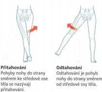 Obrázek č. 3 zobrazuje kyčelní kloub (articulation coxae), který je spojením volné dolní končetiny k pánevním kostem.