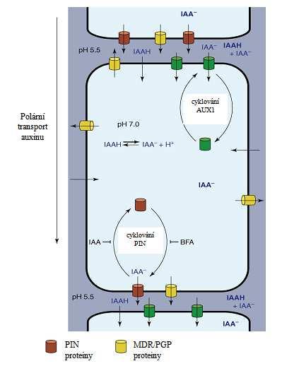 Literární rešerše 23 Obr. 1 Chemiosmotický model (upraveno podle: Vieten et al., 2005) 3.3.1 Auxinové transportéry Polární transport auxinu z buňky do buňky je realizován v xylémovém parenchymu, kambiu a prokambiu (Gälweiler et al.